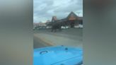 Watch: Elephant runs through traffic in Montana town after circus escape