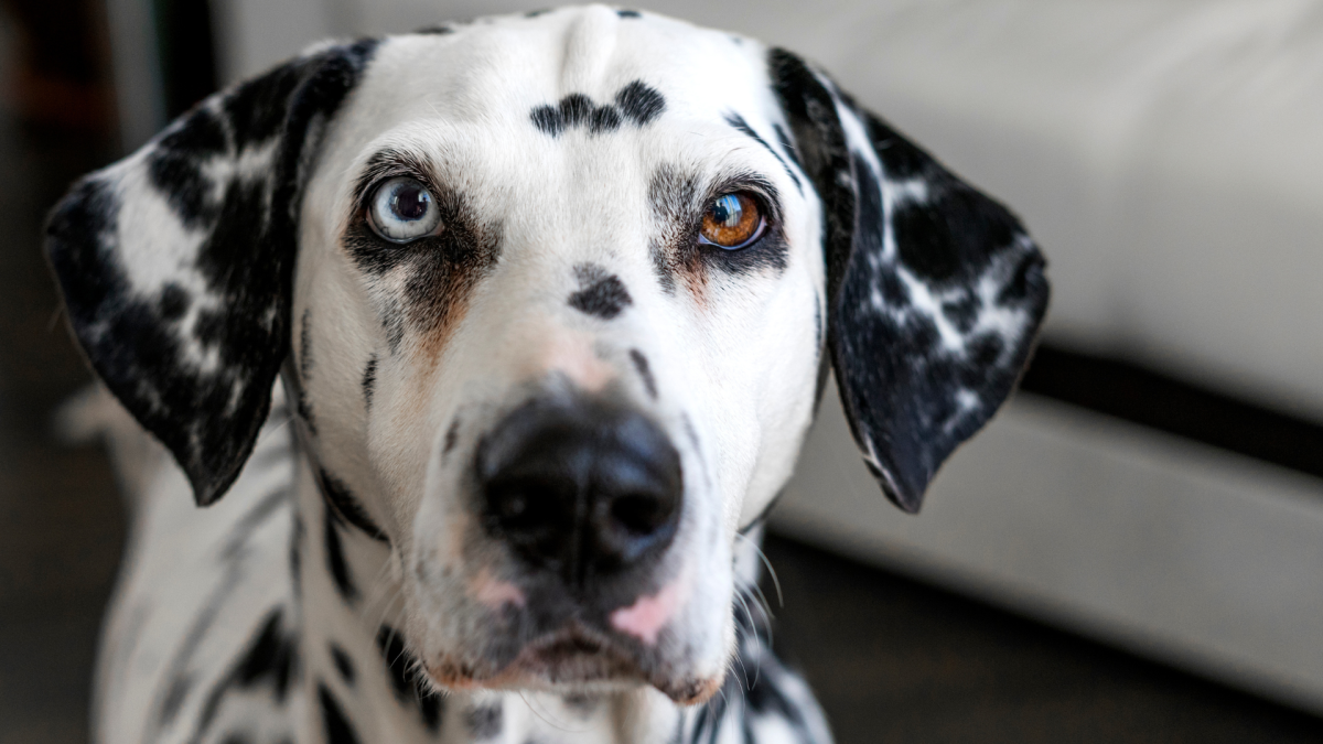 Dalmatian Gives Her Mom the Craziest Side-Eye After She Let a Man in to See Their Apartment