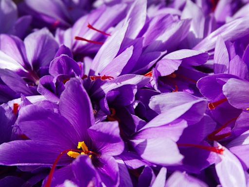 Saffron: the wonder spice nutritionists are raving about