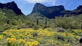 Wildflowers are popping at Picacho Peak now. Here's the best time to visit to avoid crowds