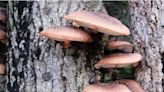 Which Types Of Wood To Use For Growing Fungi