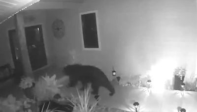 WATCH: Florida black bear on the front porch of a North Port home
