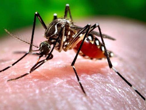 Texas confirms 10 cases of dengue amid global surge