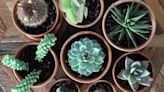 7 Mistakes You're Making Caring for Succulents