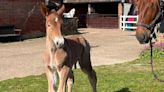 Suffolk Punch foal gets timely Star Wars name