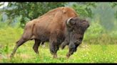 Bison spotted wandering loose on Wisconsin highway