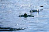 Stone skipping