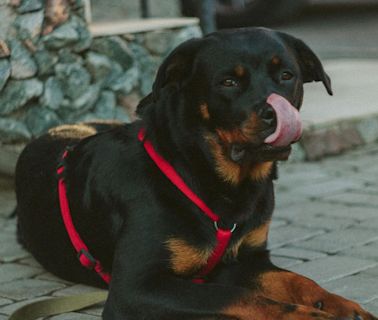 Un perro de raza 'rottwailer' ataca a un niño de 4 años en Madrid y los agentes tienen que disparar al animal con su Taser