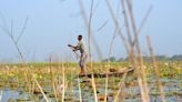 NGT sets up committee to look into encroachment at Bihar’s Karbatal wetland