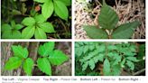 Spending time outside? Here is how to identify and get rid of poison ivy