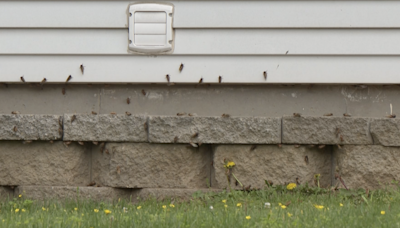 Cicadas emerge in mid-Missouri: how to protect your pets