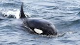 Orcas’ One-Breath Mystery – Marine Biologists Confirm Longstanding Hypothesis
