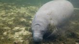 At Least 800 Manatees Died In Florida Last Year As Starvation Concerns Continue