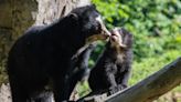 Tres nuevos osos de anteojos hacen su debut en el zoológico de Queens, Nueva York