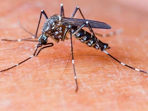 Two dengue-related deaths suspected in Bengaluru; BBMP chief calls for ‘micro plan’: Report