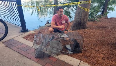 River otter suspected of killing swans, duck at Orlando's Lake Eola Park, city says