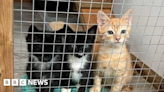 Kittens being found dead as Cats Protection struggles to cope with demand