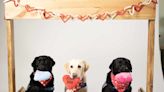 Watch Hospital Service Dogs Deliver Valentine’s Day Cards To Pediatric Patients In Houston