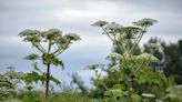 Map of Lancashire giant hogweed hotspots for 2024