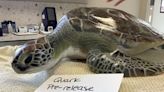 Marine Science Center in Volusia County set to release 4 rehabilitated green sea turtles