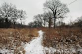 Ojibway Prairie Complex