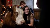 Bird flu threatens to put a damper on cow cuddling