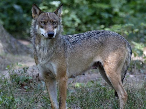 3 wolves launch an attack on 37-year-old woman staying in zoo's safari-style lodge