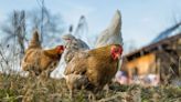 Backyard chickens in Georgia, elsewhere making people sick, CDC warns