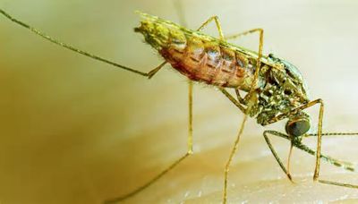 Malaria: Stakeholders Seek Investment In Data, Sustainable Approaches To Elimination