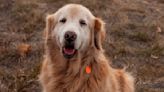 Fluffy Senior Golden Retriever's Backyard Zoomies Are Enough to Make Anyone's Day