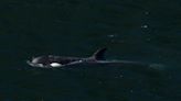 Orphan orca's extended family spotted off northeast side of Vancouver Island