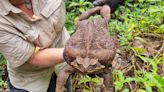 ‘Toadzilla’: Record-breaking cane toad found in Queensland in Australia