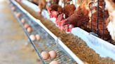 High-path avian flu strikes Iowa layer farm as USDA reports more mammal detections