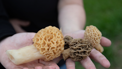 Morel mushroom season underway in Ohio. Where are the best spots to find them? Use this map