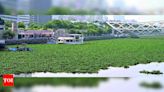 Water hyacinth infestation disrupts operations of popular floating restaurant on Sabarmati River | Ahmedabad News - Times of India