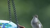 Hummingbirds arrive in Hendersonville: Tips on how to keep them healthy, happy