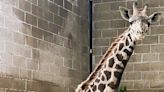 The newest arrival to Roger Williams Park Zoo is tall, powerful and endangered. Meet Enzi.