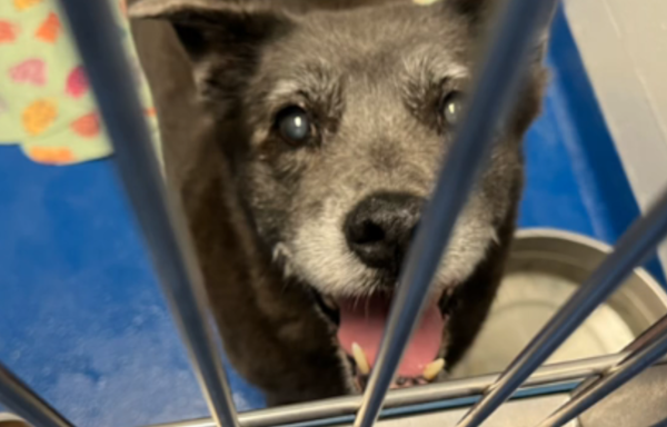 Shock as 13-year-old dog surrendered to shelter: "Don't have time for her"