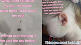 Mother shares horrifying moment she found ticks living in her daughter’s ear