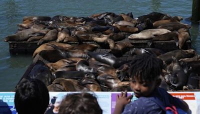 An anchovy feast draws a crush of sea lions to one of San Francisco's piers, the most in 15 years