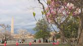 Here's how long you have to see the cherry blossoms in DC