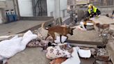 「腳掌是危險感知器！」搜救犬為何不穿鞋？桃搜救犬隊「4點」解惑秒懂