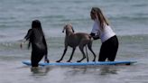 西班牙狗狗衝浪大賽！ 威瑪獵犬連年征戰 冠軍獎牌破十面