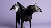 What are the 10 most searched Halloween costumes for dogs?