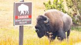 Man accused of kicking bison at Yellowstone National Park is injured by animal and then arrested on alcohol charge