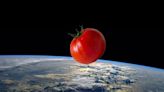 Por fin se resuelve el misterio del tomate perdido espacial