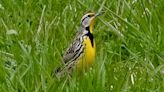 Meadowlarks are tricky to spot. Here are some tips