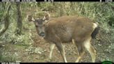 野生動物監測8年資料揭密 山羌豐富度第一 水鹿族群擴及低海拔