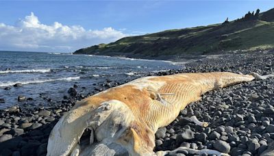 澎湖再現鯨魚擱淺！10米長鬚鯨東吉島腐化現身