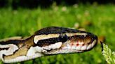 Ball python spotted slithering around Kananaskis Country